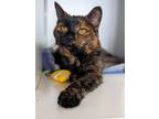 Adopt Kylee a Domestic Short Hair