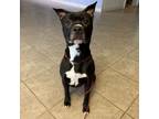 Adopt Remi a Pit Bull Terrier