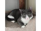 Adopt Tiger Lily a Domestic Short Hair