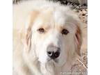 Adopt Bella in IN - Gives Big Dog Cuddles! a Great Pyrenees