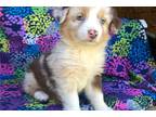 Miniature Australian Shepherd Puppy for sale in Oklahoma City, OK, USA