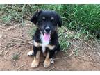 Miniature Australian Shepherd Puppy for sale in Oklahoma City, OK, USA