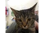 Adopt Hermoine a Domestic Short Hair