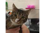 Adopt Luna a Domestic Short Hair