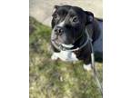 Adopt SHANDY a Pit Bull Terrier, Mixed Breed