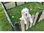 Cavapoo Puppy for sale in Champaign, IL, USA