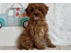 Cavapoo Puppy for sale in Saint Louis, MO, USA