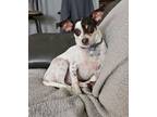 Adopt Adidas Addie a Rat Terrier