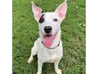 Adopt Zoey a American Staffordshire Terrier, Husky