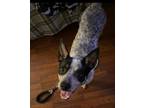 Adopt ROGUE a Australian Cattle Dog / Blue Heeler