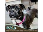 Adopt Haven a Boxer, Mixed Breed