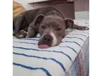 Adopt Tee a Pit Bull Terrier