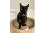 Adopt Mariner a Domestic Short Hair