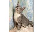 Adopt Yvonne a Domestic Short Hair