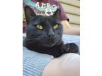 Adopt Souffl **COURTESY POST** a Domestic Short Hair