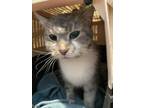 Adopt Opti a Domestic Short Hair