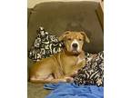 Adopt Annie a Shar-Pei