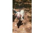 Adopt Lucky a English Pointer