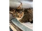 Adopt Missy a Domestic Short Hair