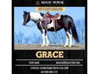 Grace~Gorgeous*Safe*Uncomplicated*Family/Camping/Trail Paint Mare~