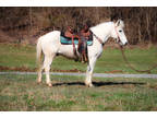 Well Broke Icelandic Crossbred Gelding, English and Western, Trail Ride, Ranch