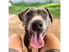 Adopt Edna a Pit Bull Terrier