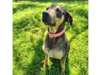 Adopt Chloe a English Coonhound, Doberman Pinscher
