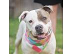 Adopt LadyBug a American Staffordshire Terrier