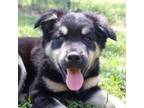 Adopt CEDAR a Black Labrador Retriever