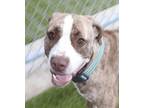 Adopt Sally a Pit Bull Terrier, Catahoula Leopard Dog