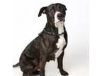 Adopt Pork Chop a American Staffordshire Terrier