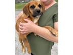 Adopt ROSE a Beagle