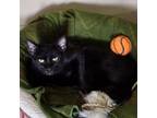 Adopt Preta a Domestic Short Hair