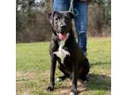 Adopt Fable a Labrador Retriever