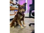 Adopt Hyper a Australian Shepherd