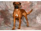 Adopt JELLY a Boxer, Mixed Breed