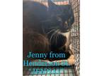 Adopt Jenny From Henderson Street a Domestic Short Hair