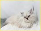 Lilac Point Himalayan Female