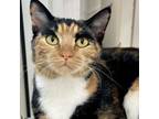 Adopt Valentina a Domestic Short Hair