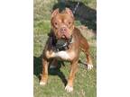 Adopt Hailey Jade a Pit Bull Terrier