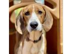 Adopt Emma Watson a Hound