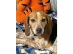 Adopt HushPuppy a Beagle