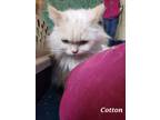 Adopt Cotton a Himalayan