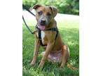 Adopt Bambi a Pit Bull Terrier, Hound