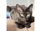 Adopt Starling a Domestic Short Hair