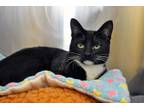 Adopt Chiclet a Tuxedo