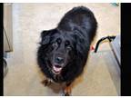 Adopt Frances a Australian Shepherd