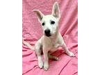 Adopt Kiva a White German Shepherd, Mixed Breed