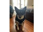 Adopt Stormy a German Shepherd Dog, Husky