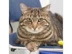 Adopt Myrtle (bonded with Pete) a Domestic Medium Hair, Domestic Short Hair